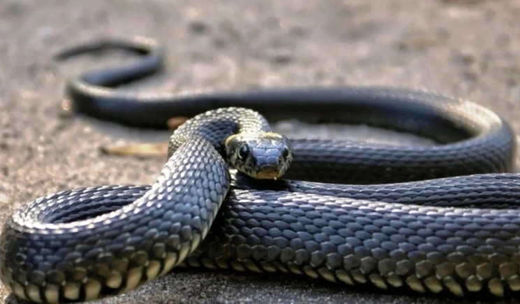 Σύρος: Εκτός κινδύνου ο 13χρονος που τον δάγκωσε οχιά - Η ανακοίνωση του νοσοκομείου