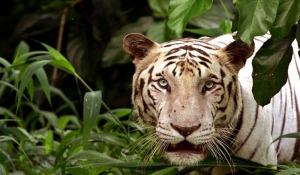 Ολλανδία: Δύο τίγρεις δραπέτευσαν από καταφύγιο αιλουροειδών