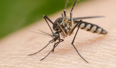 Κορωνοϊός: Δεν μεταδίδεται από τσίμπημα κουνουπιού
