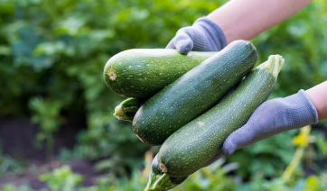 Πολύ καλύτερα από ό,τι στο ψυγείο: Τα κολοκυθάκια μπορούν να αποθηκευτούν για 3 μήνες όταν φυλάσσονται σε αυτό το μέρος