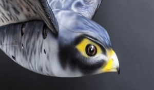 Ρομποτικό πουλί διώχνει τα πουλιά στα αεροδρόμια