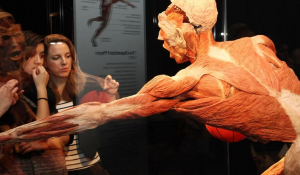 Ερχεται το «Body Worlds»: Εκθεση με πραγματικά ανθρώπινα σώματα που έχουν διατηρηθεί μέσω πλαστινοποίησης -Γιατί σοκάρει, τι είπαν όσοι την είδαν