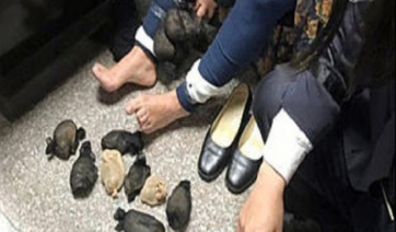 Δεν πίστευαν στα μάτια τους - Γυναίκα είχε κρύψει 24 χάμστερ στα... πόδια της