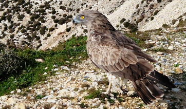 Tο Cyclades Preservation Fund ταξίδεψε στην Παροναξία για την απελευθέρωση αποθεραπευμένων άγριων πουλιών (βίντεο)