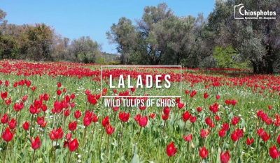 Λαλάδες, άγριες Τουλίπες Χίου - Lalades, Wild tulips of Chios (Βίντεο)