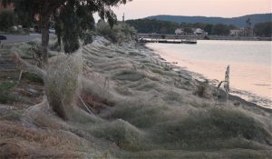 Τεράστιο «πέπλο» από ιστούς αράχνης «κατάπιε» 300 μέτρα βλάστησης στο Αιτωλικό