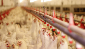 Ολλανδία -Γρίπη πτηνών: Προς σφαγή 200.000 πουλερικά -Οι οδηγίες των ειδικών