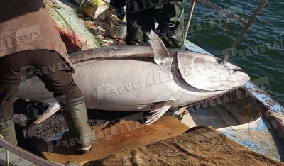 Μεγάλη ψαριά στην Πρέβεζα -Επιασαν τόνο 130 κιλών