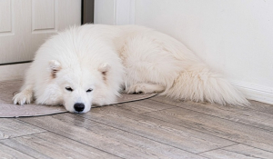 Κοιμάται ο σκύλος σας κοντά στην πόρτα; 5 λόγοι για αυτή την παράξενη συνήθεια