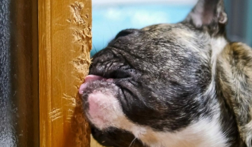 Δείτε πώς θα σταματήσετε τον σκύλο σας να γρατζουνάει τις πόρτες