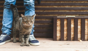 Γιατί οι γάτες τρίβονται στα πόδια σας