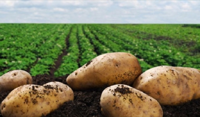 Χορήγηση στρεμματικής ενίσχυσης για τους καλλιεργητές πατάτας, εσπεριδοειδών και φασολιών περιόδου 2017- Αίτηση μέσω αίτησης ενιαίας ενίσχυσης