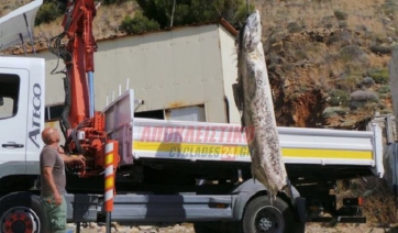 Σύρος: Κολυμπούσε και βρέθηκε «Αντιμέτωπος» με Καρχαριοειδές…