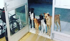 H συγκινητική ιστορία τεσσάρων σκύλων που περίμεναν στην είσοδο νοσοκομείου