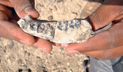 Απολίθωμα Homo 2,8 εκατ. ετών στην Αιθιοπία
