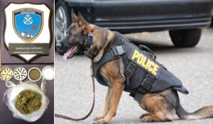 Ξετρύπωσε τα ναρκωτικά στη βαλίτσα ο αστυνομικός σκύλος στη Μύκονο