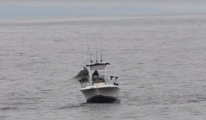 Βίντεο που κόβει την ανάσα! Το απίστευτο άλμα μια φάλαινας δίπλα σε ψαρά