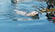 Πώς θα μάθετε στο σκύλο σας να κολυμπάει