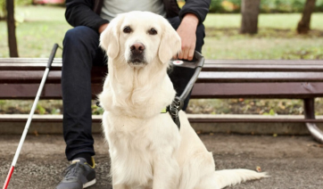 Οι φυλές που γίνονται οι καλύτεροι σκύλοι βοηθοί