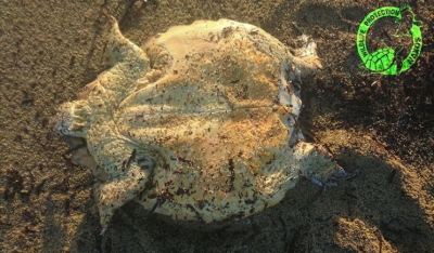 Νάξος: Βρέθηκε αποκεφαλισμένη Caretta-Caretta στον Άγιο Προκόπη