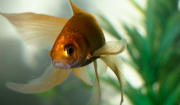 Πόσο ζουν τα χρυσόψαρα; Πώς να βοηθήσετε το ψάρι σας να ζήσει πολύ