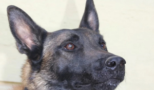 Νεκρός ο Echo, ο σκύλος ντεντέκτιβ της Anubis: Από τον εντοπισμό του Μπάμπη στο Μεσολόγγι, στην έρευνα για τον Βασίλη Καλογήρου