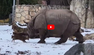 Πολωνία: Ελαφάκι 13 κιλών τα βάζει με… ρινόκερο σε ζωολογικό κήπο