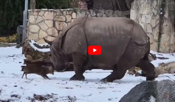 Πολωνία: Ελαφάκι 13 κιλών τα βάζει με… ρινόκερο σε ζωολογικό κήπο