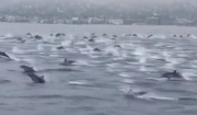 Εντυπωσιακές εικόνες με δελφίνια στην Καλιφόρνια