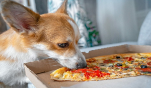 Σύντροφο ή σκύλο; Έρευνα δείχνει τι προτιμούν οι single κηδεμόνες