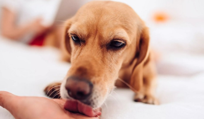 Τα πιο συνηθισμένα λάθη που κάνουν οι νέοι κηδεμόνες σκύλων
