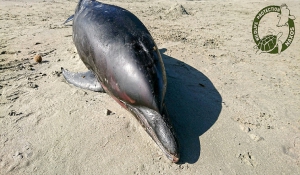 Νεκρό δελφίνι στην Ψιλή Άμμο Νάξου