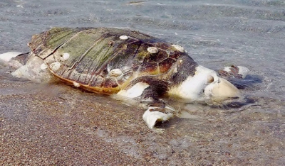 Διευκρινίσεις για τα κρούσματα νεκρών θαλασσίων χελωνών