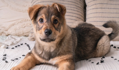 Είναι υγιεινό να κοιμάται ο σκύλος στο κρεβάτι σας; Οι ειδικοί απαντούν