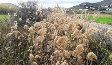 Πάρος: Κίνδυνοι από τον μερικό καθαρισμό του ρέματος των Καμαρών…