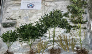 Συνελήφθη στη Λέρο ημεδαπός που είχε αναπτύξει εσωτερικού τύπου καλλιέργεια κάνναβης