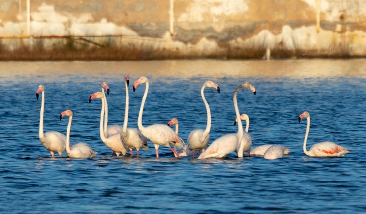 Ο υδροβιότοπος της Σάντα Μαρίας ζωντανεύει ξανά – ένα σημαντικό βήμα για τη βιοποικιλότητα του νησιού