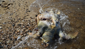 Τραγικό… Η πέμπτη νεκρή χελώνα στην παραλία Τσουκαλιά Πάρου αποτελεί πρόκληση στην ευαισθησία μας