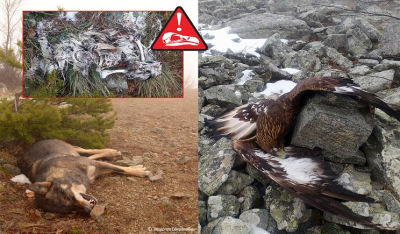ΤΕΛΟΣ στη δηλητηρίαση της άγριας ζωής ζητούν με κοινή επιστολή τους Περιβαλλοντικές Οργανώσεις και φορείς
