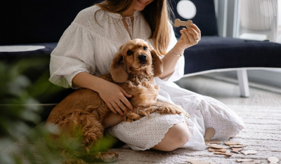 10 πράγματα που δεν ξέρατε για τα αρχοντικά Cocker Spaniel