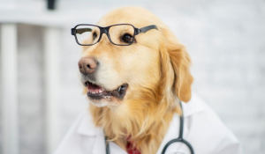 Σκύλος: Ο καλύτερος γιατρός του ανθρώπου