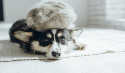 Αφήνει ο σκύλος τρίχες σε όλο το σπίτι – Τι μπορείτε να κάνετε