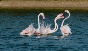 Πάρος: Δείτε το υπέροχο θέαμα των φλαμίνγκο σε φωτογραφικά κλικ!