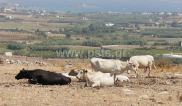 Πάρος: Αγελάδα αφαίρεσε ανθρώπινη ζωή