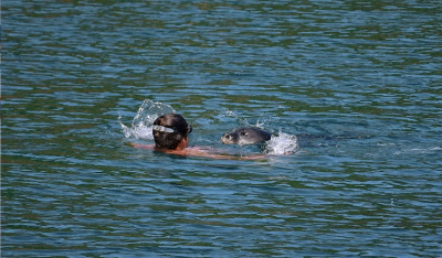 Καρέ – καρέ η επίθεση φώκιας σε τουρίστα στην Αλόννησο