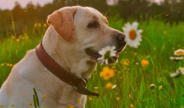 Ποιες είναι οι διαφορές σκνίπας και κουνουπιού; Ποιο από τα δύο είναι πιο επικίνδυνο για τον σκύλο μας