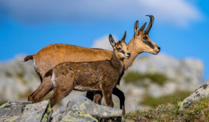 Αγριόγιδο, άγνωστα πράγματα για τον αναρριχητή των Βαλκανίων που απειλείται