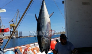 Αυτό θα πει καλή ψαριά – Έπιασε 2 τεράστιους τόνους συνολικού βάρους 470 κιλών