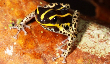 Νέο μικροσκοπικό αλλά δηλητηριώδες είδος βατράχου ανακαλύφθηκε στην περουβιανή Αμαζονία