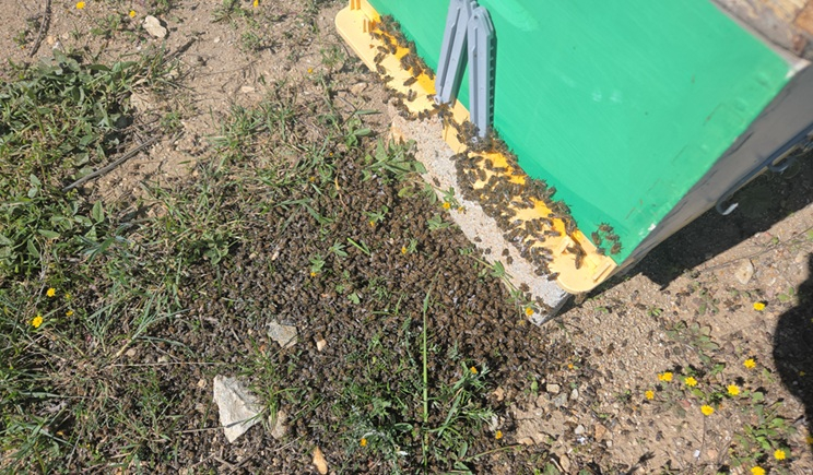 Ανακοίνωση της Επιτροπής Αγροτικής Μέριμνας Δήμου Πάρου σχετικά με περιστατικά δηλητηρίασης μελισσών και την ορθή χρήση φυτοπροστατευτικών προϊόντων